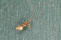 Uloborus_congregabilis_D7096_Z_88_Camping near sewage_Australie